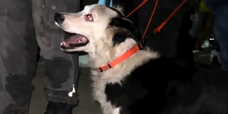 ¿Quién es Tsunami, el perrito rescatado que se convirtió en el mejor rescatista?